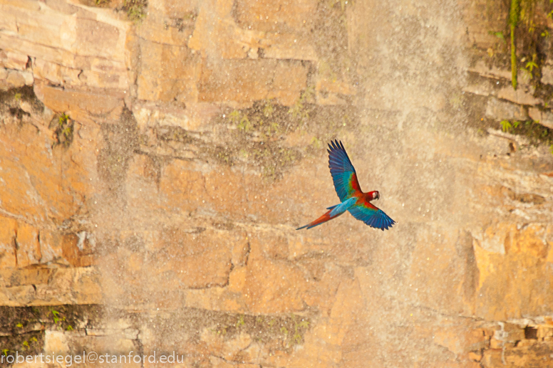 macaw across the falls